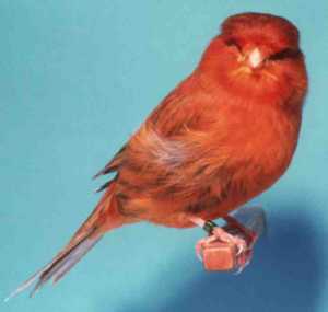 cinnamon canary