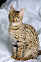 Image:Savannah Cat portrait.jpg