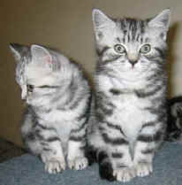 kittens Vanessa & Traceys 6.1.06 009.jpg (12680 bytes)