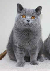 British Shorthairs