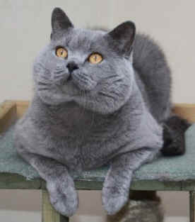 British Shorthairs