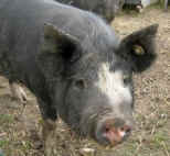 Gloucester Old Spot pig