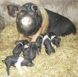 mom and piglets