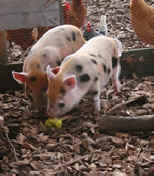 Wallis Farm Pigs & Poultry